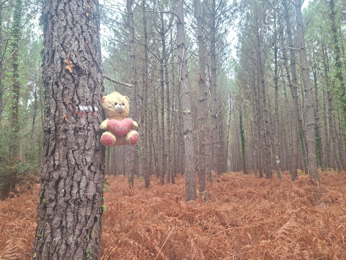 TALES FROM THE&nbsp;WOOD